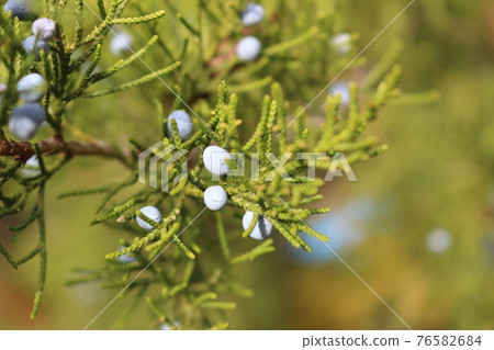 Juniper Berry closeup branch, macro wild nature, ripe berry 76582684