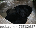 Black puppys, street cute pups, adorable small dogs, mongrel pups, homeless sad pups, pets on street. 76582687