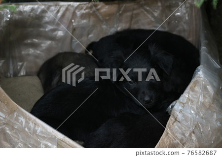 Black puppys, street cute pups, adorable small dogs, mongrel pups, homeless sad pups, pets on street. Black puppys, street cute pups, adorable small dogs, mongrel pups, homeless sad pups, pets on street. 76582687