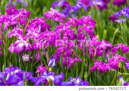 很多鳶尾花 76582727
