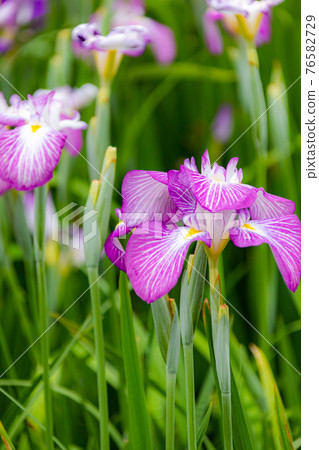 優雅的鳶尾花 76582729