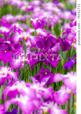 Flower irises in full bloom 76582731