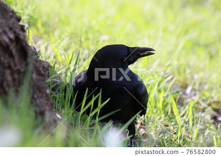 Crow Crow 76582800