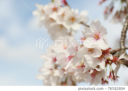 Sakura Sakura 76582804