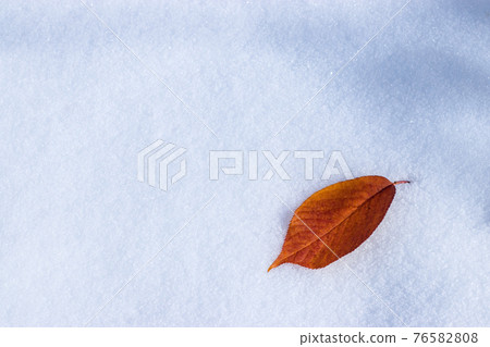 Dead leaves on snow Dead leaves on snow 76582808