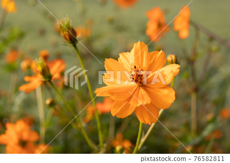 Autumn cosmos Autumn cosmos 76582811