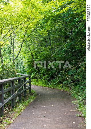 Forest promenade Forest promenade 76582812