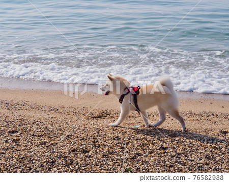 Dog running on the beach Dog running on the beach 76582988