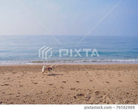 Dog running on the beach 76582989