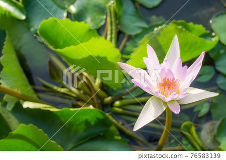 Purple lotus flower with green leaf outdoor pond 76583139
