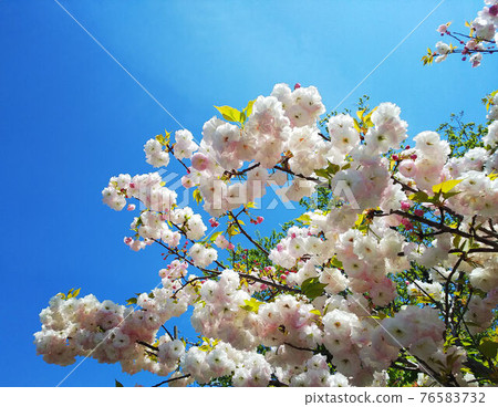 在湛藍的天空映襯下綻放的淡粉色的重瓣櫻花和黃綠色的嫩葉，以及隱約可見的暗粉色花蕾。 76583732