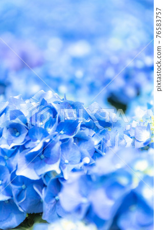 Hydrangea in hydrangea Hydrangea in hydrangea 76583757