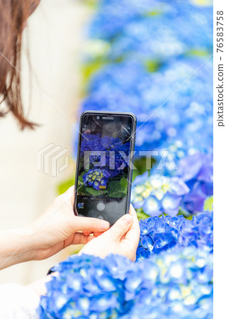 People who shoot hydrangea with mobile phones 76583758