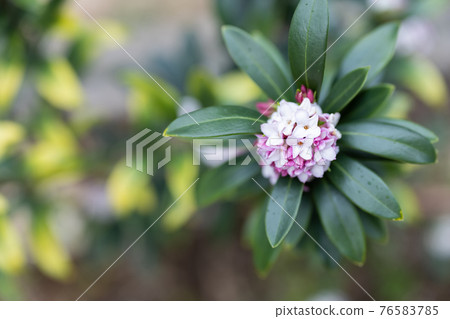 花園樹上的達芙妮花 76583785
