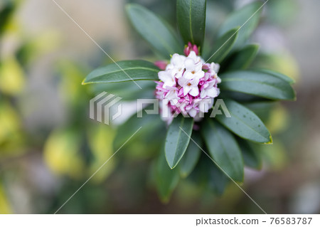 Daphne flowers in the garden tree Daphne flowers in the garden tree 76583787