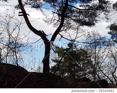 Bukhansan. National Park. Spring Flowers. Leaves. Trail 76583881