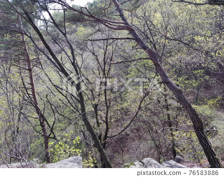 北漢山,國家公園,春天的花朵,樹葉,小徑 北漢山,國家公園,春天的花朵,樹葉,小徑 76583886