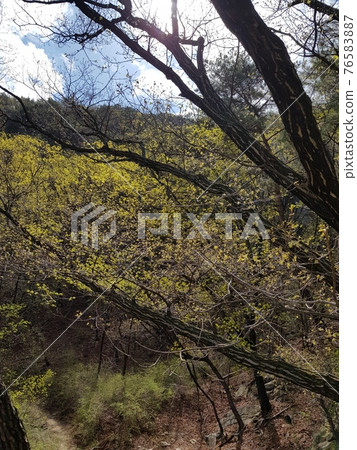 北漢山,國家公園,春天的花朵,樹葉,小徑 北漢山,國家公園,春天的花朵,樹葉,小徑 76583887