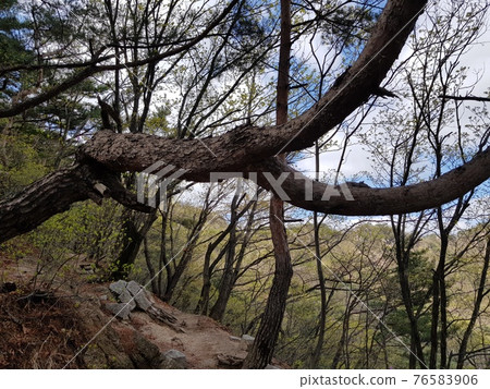 Bukhansan. National Park. Spring Flowers. Leaves. Trail 76583906