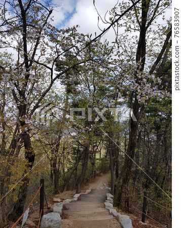 Bukhansan. National Park. Spring Flowers. Leaves. Trail 76583907