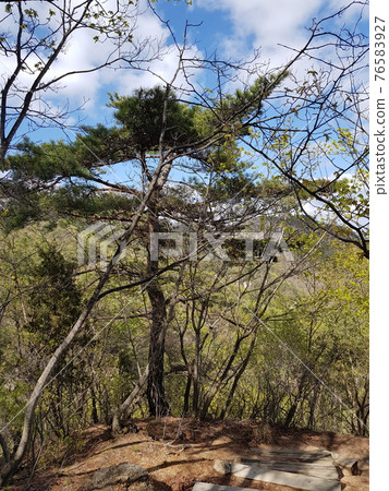 北漢山,國家公園,春天的花朵,樹葉,小徑 北漢山,國家公園,春天的花朵,樹葉,小徑 76583927