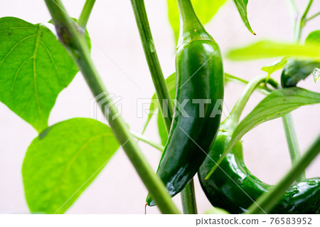 Children's green pepper 76583952