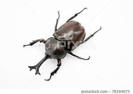 甲蟲蜂白色背景 76584073