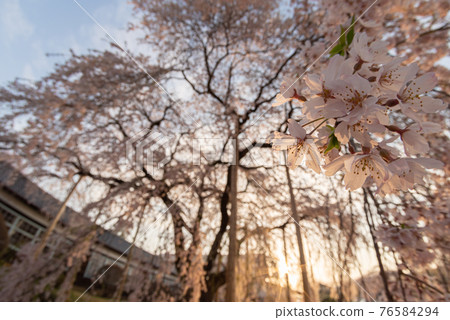 Weeping cherry tree in the morning sun, Kuchihara school building 76584294