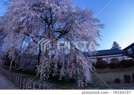 Sakura before dawn 76584297