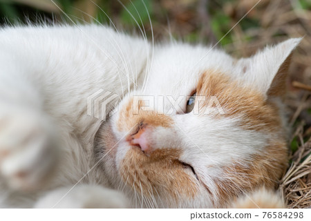 Goron tea white cat Goron tea white cat 76584298