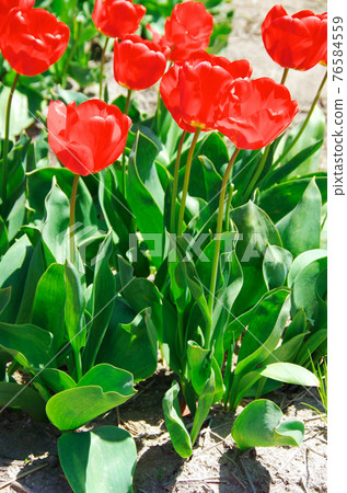 [Variety: Apeldon] Tulips with bright red petals 76584559