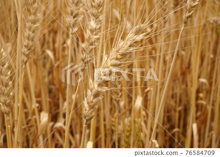 小麥秋季:小麥收穫前夕 小麥秋季:小麥收穫前夕 76584709