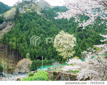 北秋川春景美,山村櫻花盛開 北秋川春景美,山村櫻花盛開 76585038