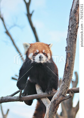 小熊貓 76585281