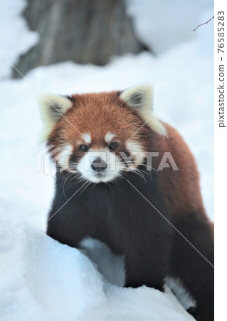 Lesser panda 76585283