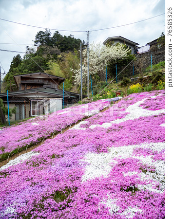 春天的北秋川美景 76585326