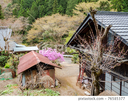 春天山村春天的北明河的美麗的景色 春天山村春天的北明河的美麗的景色 76585377