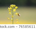 Bees collecting nectar from rape blossoms 76585611