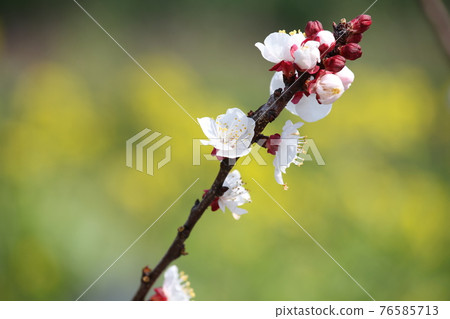  梅花 76585713