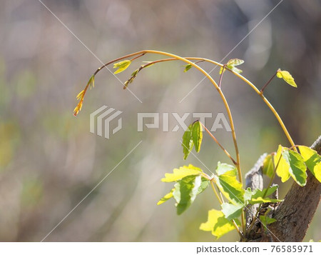 Akebia trifoliata sprout (tree sprout) 76585971