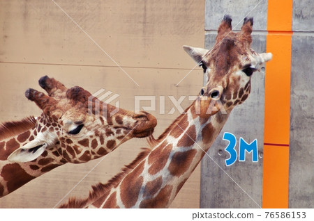 旭山動物園麒麟社 旭山動物園麒麟社 76586153