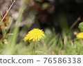 Dandelions shining in the spring sunshine 76586338