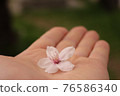 Cherry blossom petals on the palm 76586340
