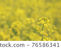 Rape blossoms in the rape field 76586341