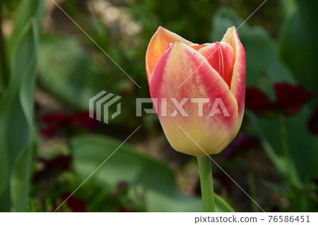 菊 - 唇 菊 - 唇 76586451