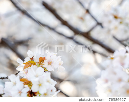 Spring in full bloom, beautifully blooming cherry blossoms Spring in full bloom, beautifully blooming cherry blossoms 76586627