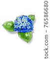 Blue flower hydrangea blooming in the rainy season 76586680