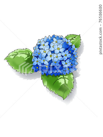Blue flower hydrangea blooming in the rainy season 76586680
