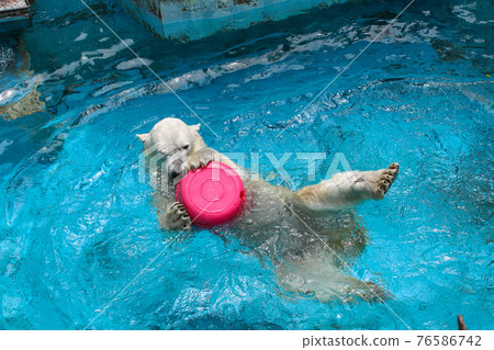 Play polar bear 76586742