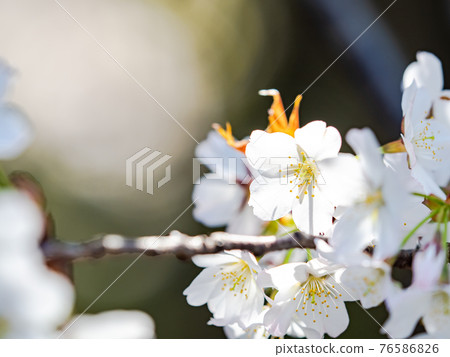 Spring in full bloom, beautifully blooming cherry blossoms 76586826